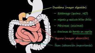 Intestino delgado 1 Estructura  Fisiología del sistema gastrointestinal  Khan Academy en Español [upl. by Semele340]