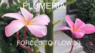 PLUMERIA HOW TO FORCE BLOOMING [upl. by Kendrah]