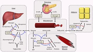 Physiology of Insulin and Glucagon [upl. by Uyekawa]