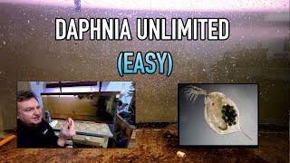 How I Raise Daphnia Water Fleas And You Can Too [upl. by Frazier]