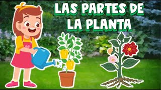 CANCIÓN LAS PARTES DE LA PLANTA [upl. by Sina]