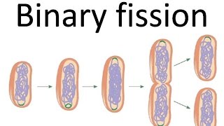 Binary fission of bacteria [upl. by Munsey152]