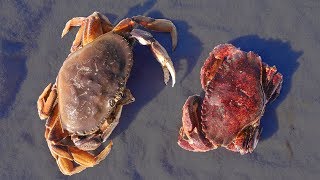 Which Do You Prefer Rock Crab or Dungeness Crab Catch n Cook Taste Test [upl. by Losse]