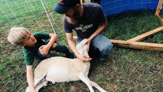 Simple Trick CALMS Sheep for Butchering [upl. by Novick]