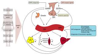 le cartilage  types structure et croissance [upl. by Zipnick]