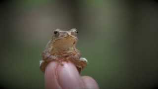 Spring Peeper Pseudacris crucifer [upl. by Octave517]