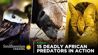 15 Deadly African Predators in Action 🦁 Smithsonian Channel [upl. by Durrej]