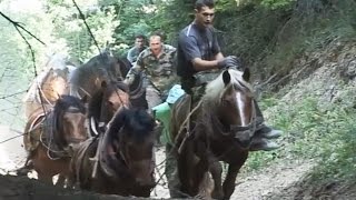 FURMANI ROMANIJE dokumentarni film drafthorses horses [upl. by Laurence]