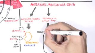 Microbiology  Bacteria Antibiotic Resistance [upl. by Cathee716]