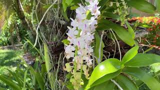 Aerides odorata [upl. by Flavian]