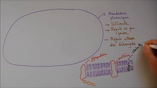 Structure cellulaire 1  Membrane noyau appareil de Golgi [upl. by Nireves]