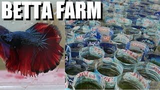 BETTA FISH PASSION From 1 to 10000  The Best in Vietnam Kyle Le [upl. by Ayenat]