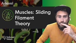 Muscles Sliding Filament Theory  A Level Biology Revision  AQA [upl. by Oravla]