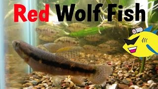 Red Wolf Fish Aggressive Aquarium Fish Profile [upl. by Cris]