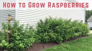 How to Start Growing Raspberries Compilation [upl. by Blodget476]