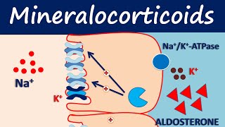 Mineralocorticoids  Fludrocortisone [upl. by Ytisahcal621]