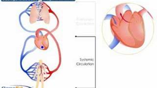 Systemic and Pulmonary Circulation [upl. by Eisle]