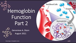 Hemoglobin Function Part 2 [upl. by Neilla]