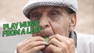 How to play music from a leaf [upl. by Atilek]