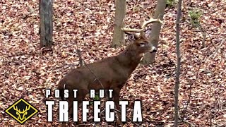 PostRut Trifecta  3 Bucks called in on a STRING [upl. by Purpura]