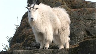 Mountain Goats Aren’t Actually Goats  National Geographic [upl. by Gusba]