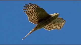 Sparrowhawk Bird Call Bird Song [upl. by Elnore127]