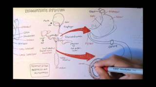 Digestive System Anatomy [upl. by Leima]