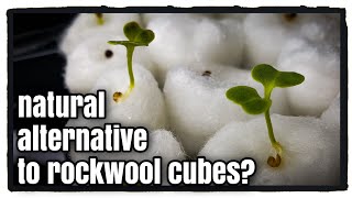 Starting Seed in Cotton Balls alternative to rockwool [upl. by Inami]