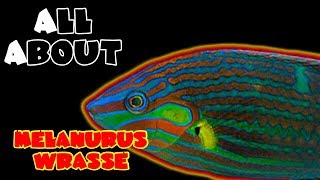 All About The Melanurus Wrasse or Hoevens or Wardley [upl. by Haet]