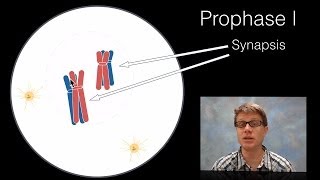 Phases of Meiosis [upl. by Treiber]