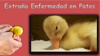 SOLUCION A RARA ENFERMEDAD DE PATOS [upl. by O'Donovan311]