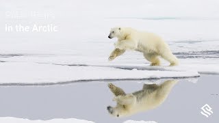 Polar Bears in the Arctic [upl. by Naryb]