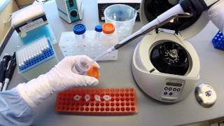 DNA Extraction Protocol  Part 2 [upl. by Dleifyar]