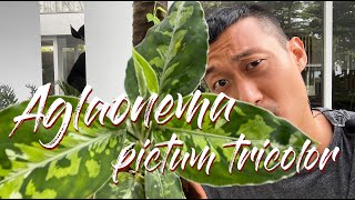 Aglaonema pictum tricolor care and propagation [upl. by Noloc]