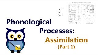 Phonological Processes Assimilation Part 1 [upl. by Ibok]