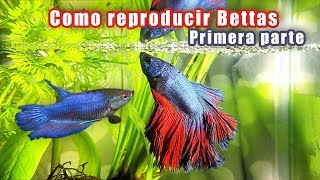 Como reproducir bettas con exito [upl. by Llecram994]