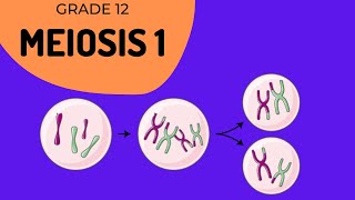 Meiosis 1  Crossing over and Phase identification [upl. by Gudrin741]