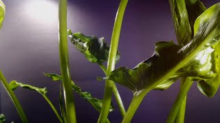 Plant Time Lapse 150 Days From Bulb  Calla Lily [upl. by Chien389]