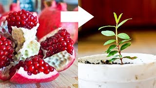 How to Grow Pomegranate Tree from Seed [upl. by Anaj]