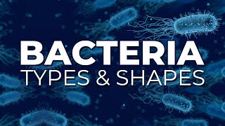 BACTERIA TYPES AND SHAPES [upl. by Erde]