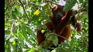 Suriname wildlife [upl. by Negroj]