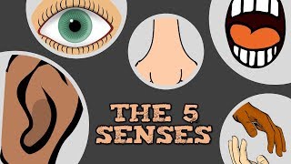 THE 5 SENSES catchy song for kids about quotsee hear smell taste touchquot [upl. by Emiaj]