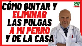 🟢 Cómo Quitarle las PULGAS a mi PERRO 🟢y ELIMINAR PULGAS de la CASA RÁPIDO con BICARBONATO de Sodio [upl. by Atiuqa]