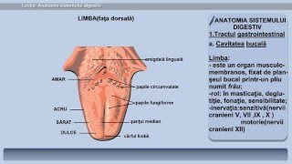 Lecția 22 Anatomia sistemului digestiv [upl. by Wedurn569]