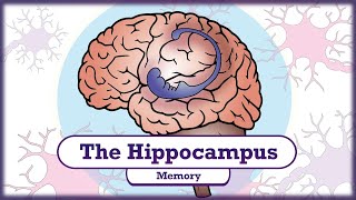 Memory and the Hippocampus [upl. by Dian492]