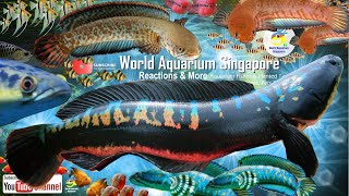 Snakehead Fish World amp Snakehead Aquariums [upl. by Nickolas]