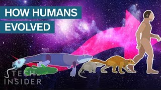 Incredible Animation Shows How Humans Evolved From Early Life [upl. by Christyna515]