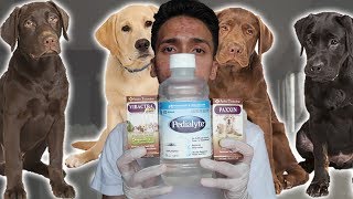 Parvo Treatment at Home for Dogs  Puppies with Parvovirus [upl. by Suirtemed]