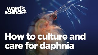 Caring and Culturing for Daphnia [upl. by Gibbs985]