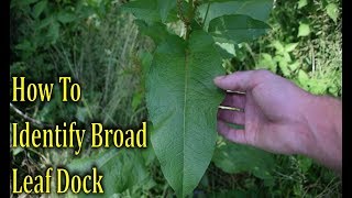 How To Identify Broad Leaf Dock  Wild Edible Identification [upl. by Yeltneb296]